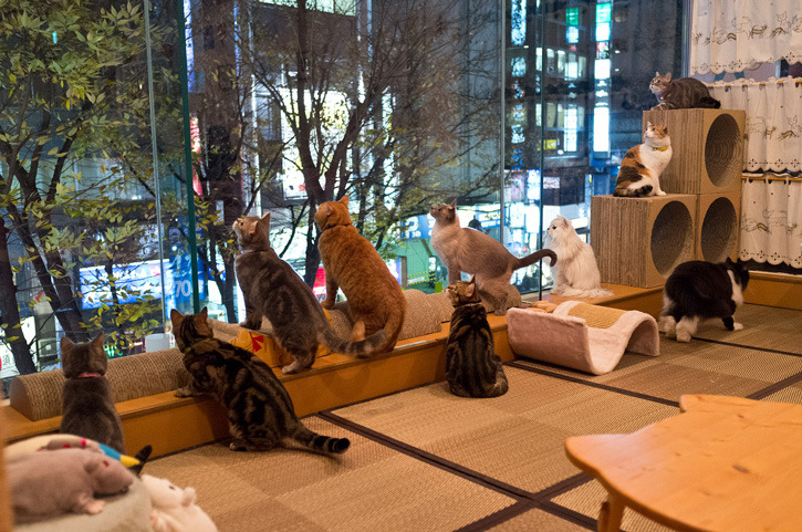 Tokyo Cat Cafes December Tokyo Cat Cafes December