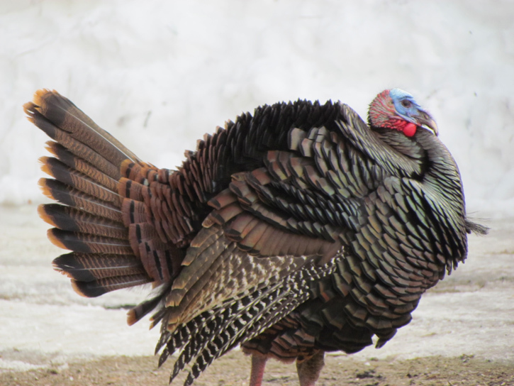 Thank You Wild Turkeys! Beauty in Wild & Heritage Breeds BeautifulNow
