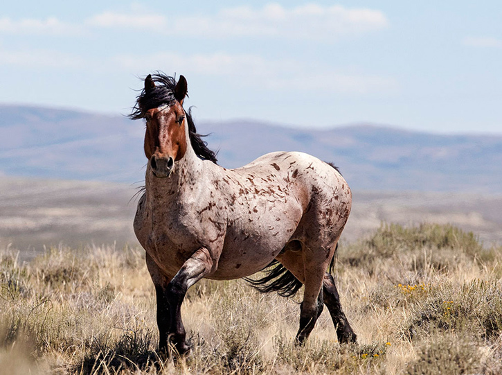 Spotted Beauty Triumphs! The Magnificence of Appaloosas Now BeautifulNow