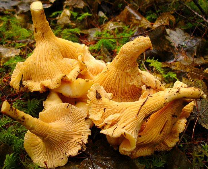 Find fascinating beautiful healthful wild mushrooms this fall