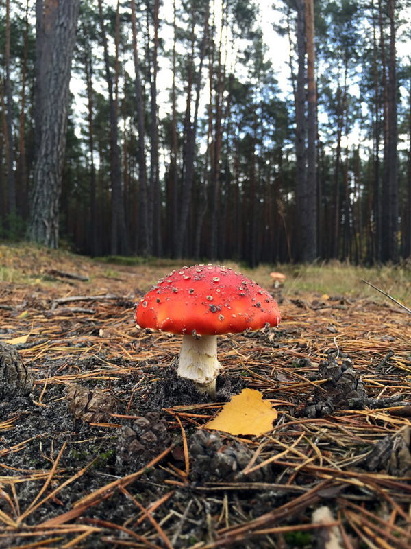 Find fascinating beautiful healthful wild mushrooms this fall