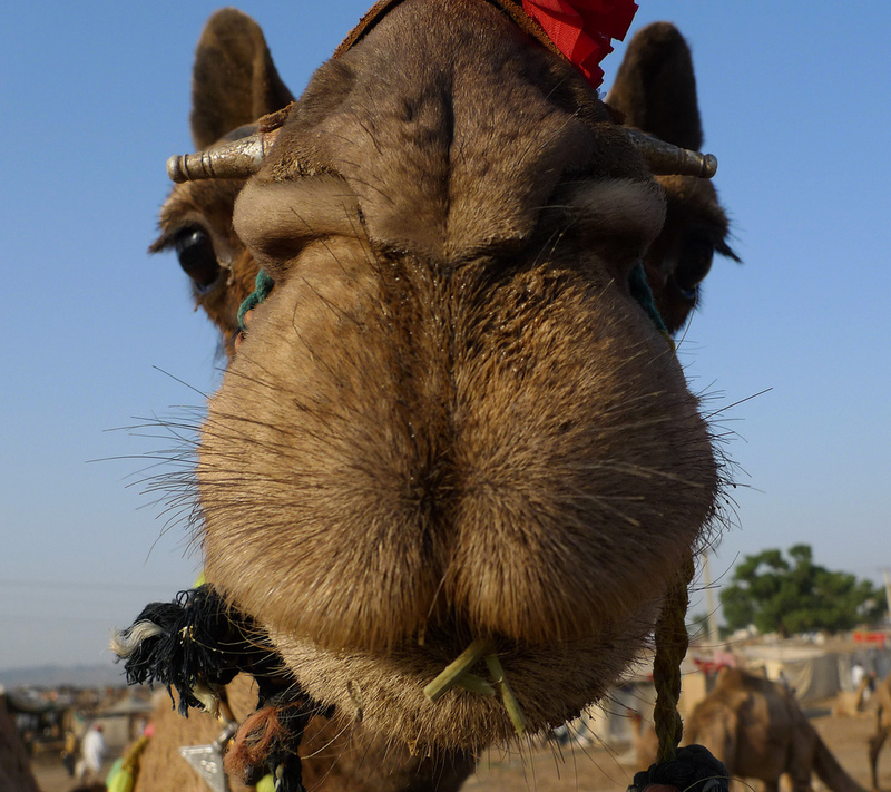Close up of a camel face at the Pushkar Camel Festival in Pushkar, India.