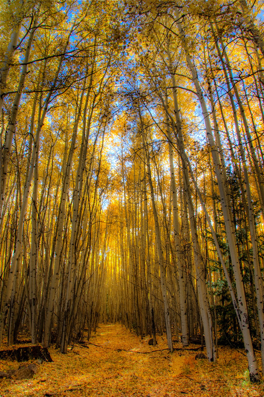10 Beautiful Specimen Trees to Visit Now BeautifulNow