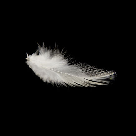 BEAUTIFUL FEATHERS | BeautifulNow