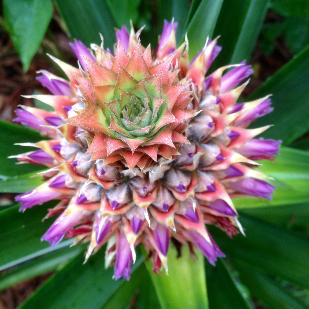 Blooming Pineapple Photo Contests BeautifulNow