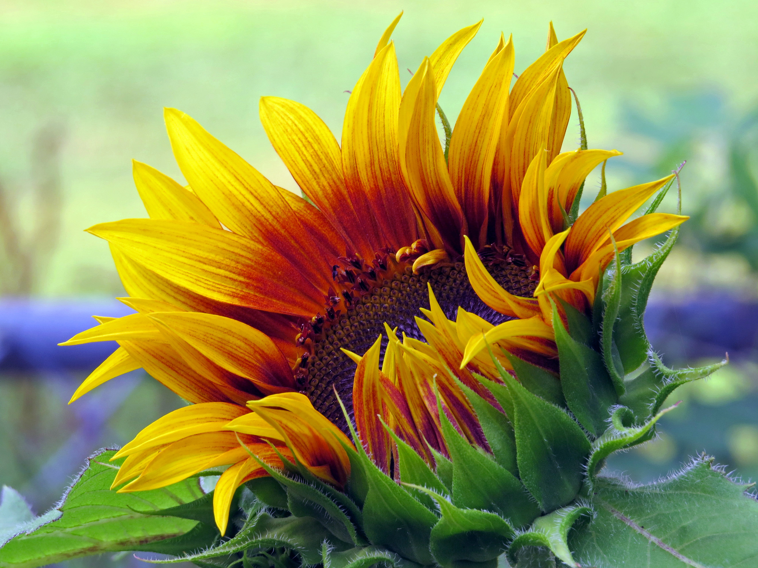 Sunflower Awakening Photo Contests BeautifulNow