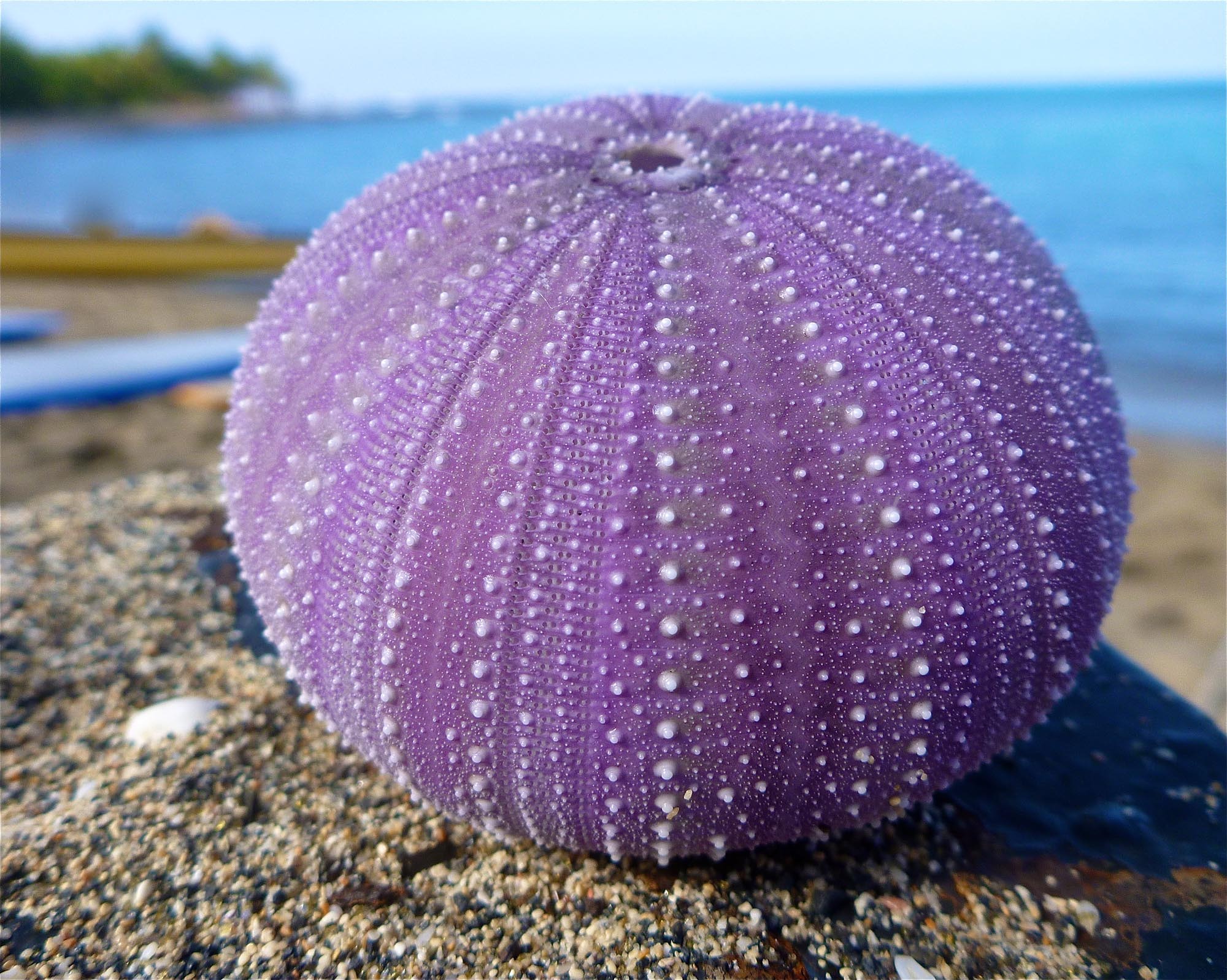 Oxygen Levels And Sea Urchins: The Connection You Need To Know! - pd8gsc5
