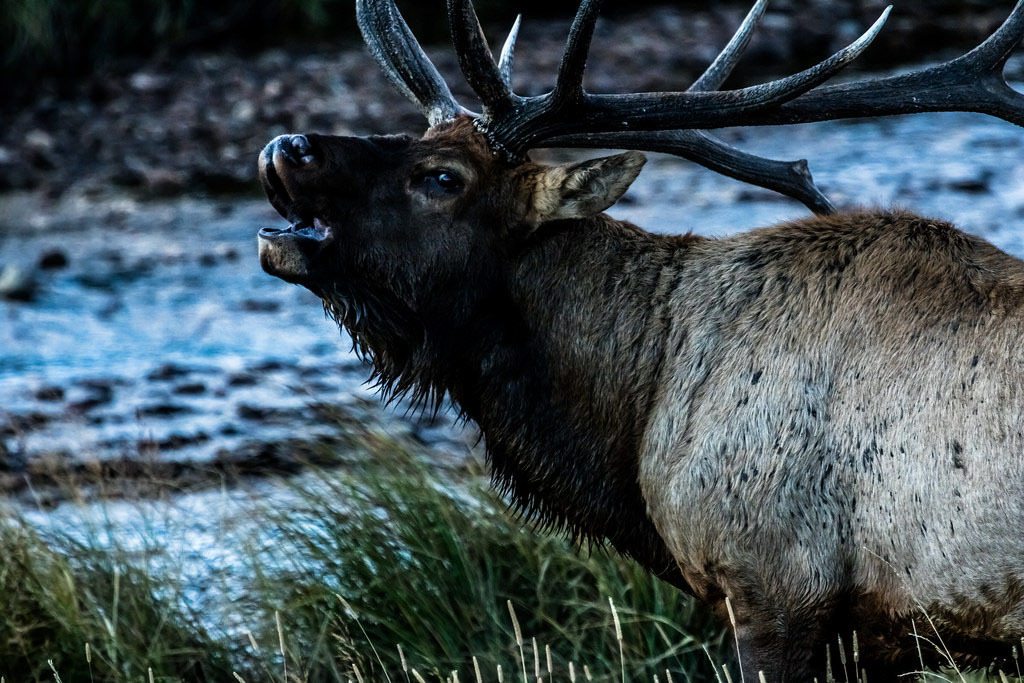 Experience Elk Rut this Autumn Rocky Mountains BeautifulNow