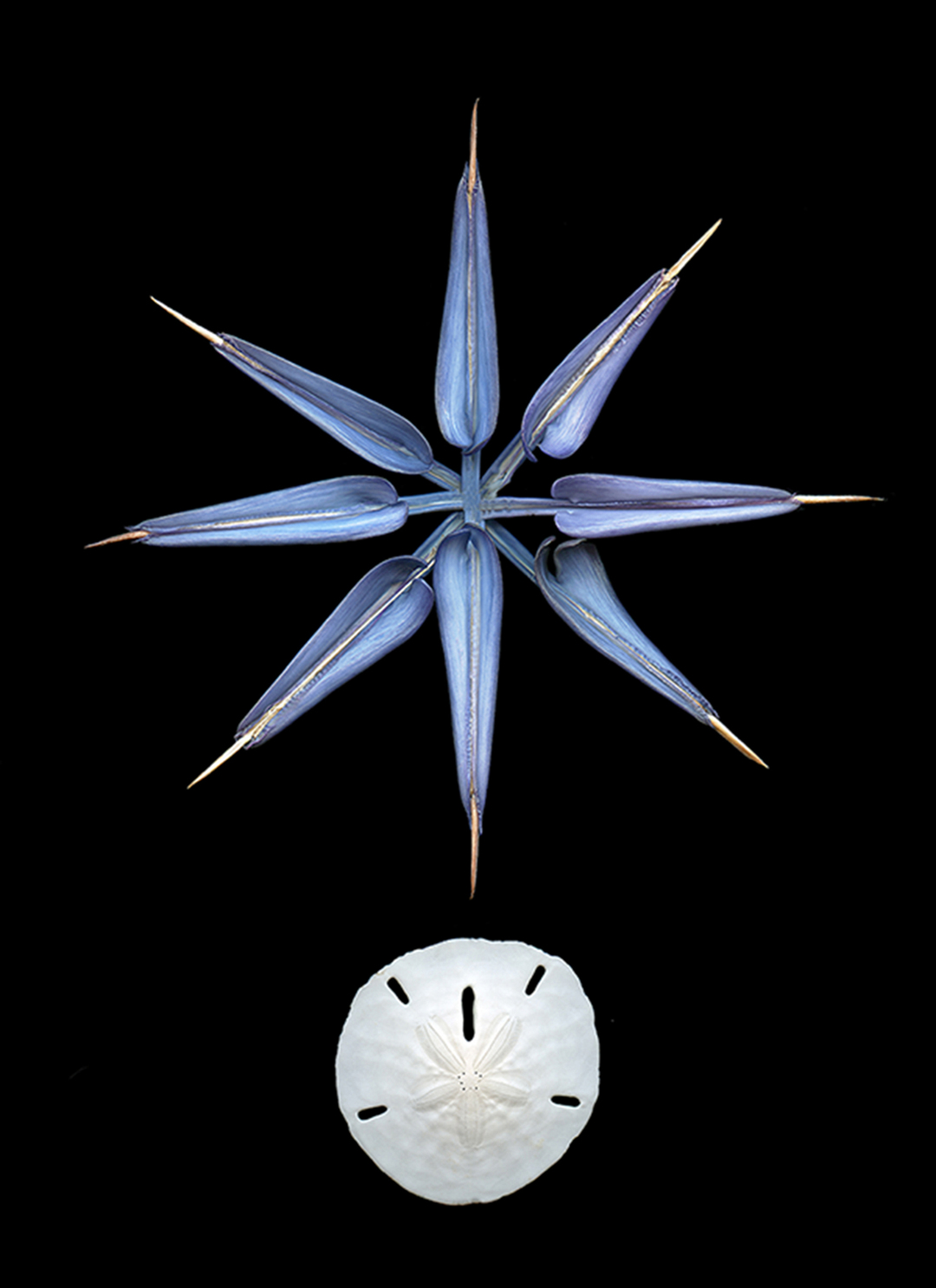 Stunning Scanography | Botanical Prints | Doug McLarty | BeautifulNow