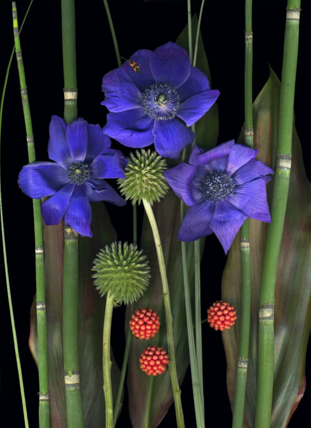 Stunning Scanography | Botanical Prints | Doug McLarty | BeautifulNow