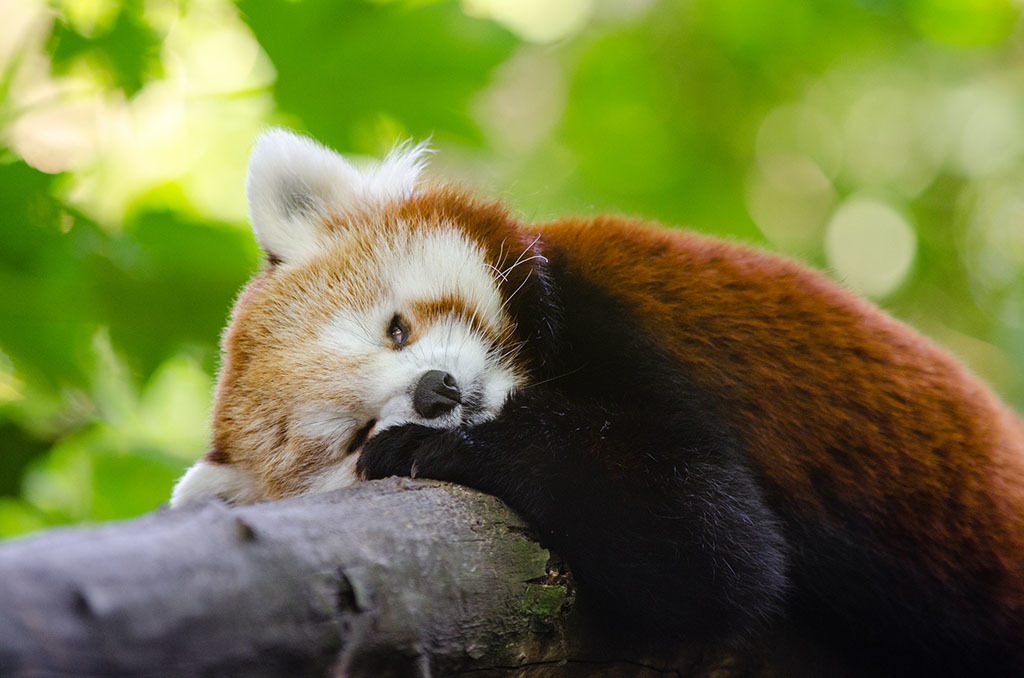 Rare Red Pandas! Endangered Species BeautifulNow
