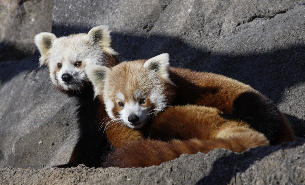 Rare Red Pandas! | Endangered Species | BeautifulNow