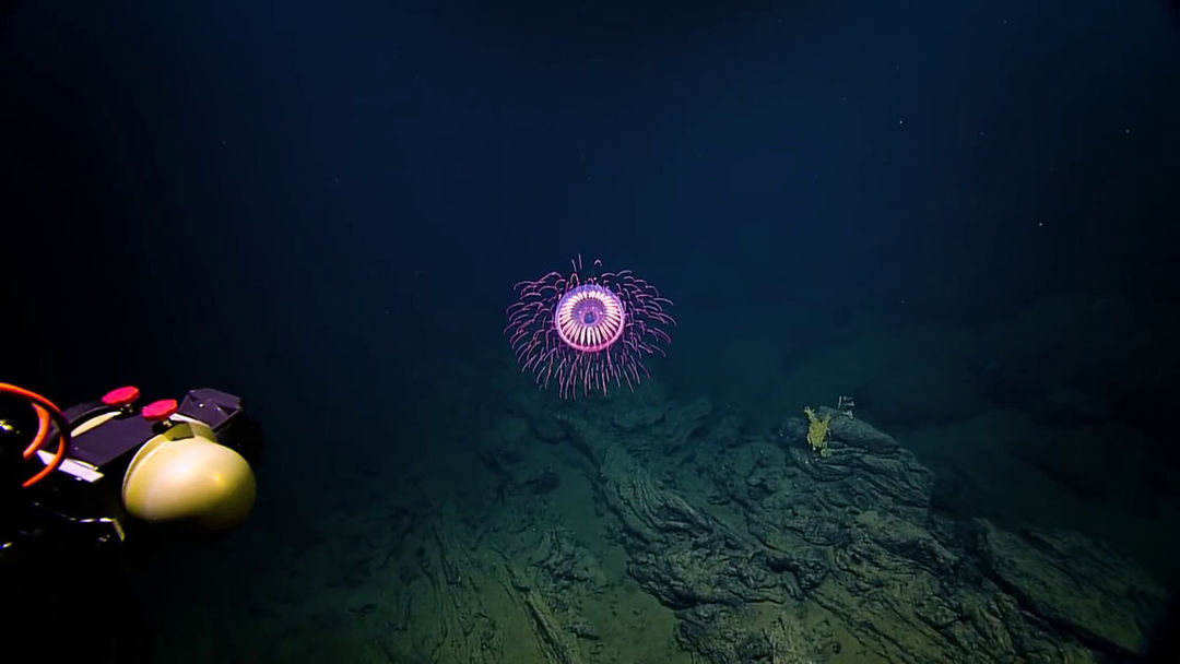Rare Jellyfish Makes Underwater Fireworks E/V Nautilus BeautifulNow