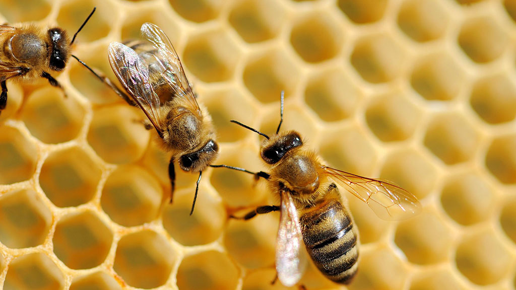 Saving the with Mushrooms & Bees! BeautifulNow