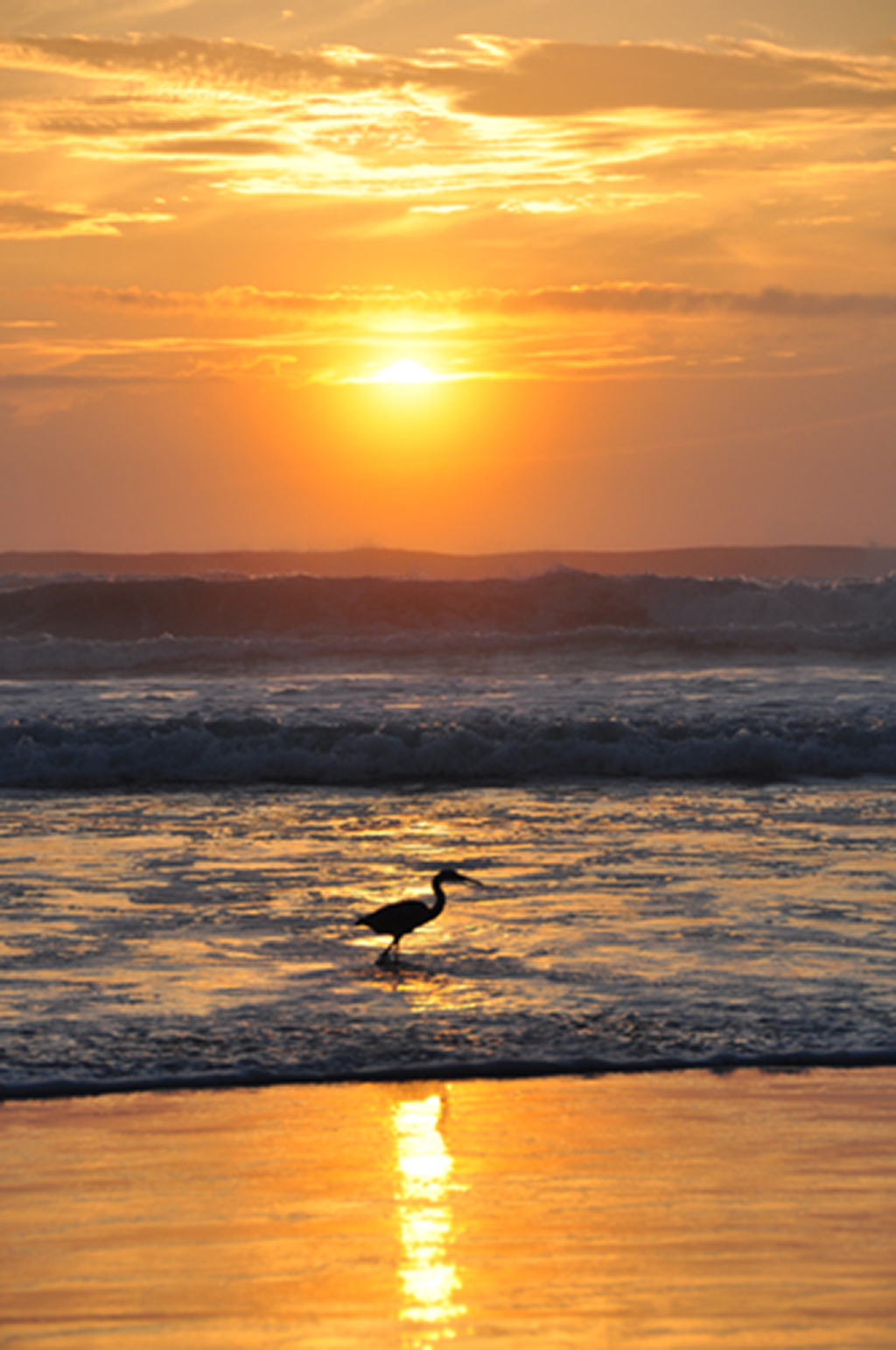 Sunrise over the ocean with wading bird.