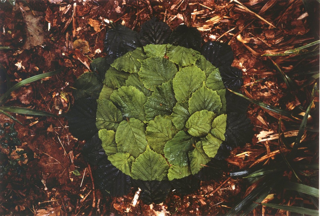 leaves-by-kacper-kowalski-and-andy-goldsworthy-beautifulnow