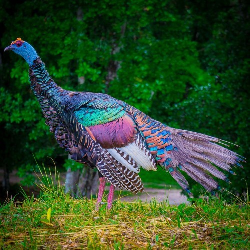 Gratitude for Wild Turkeys! | Wild & Heritage Breeds | BeautifulNow