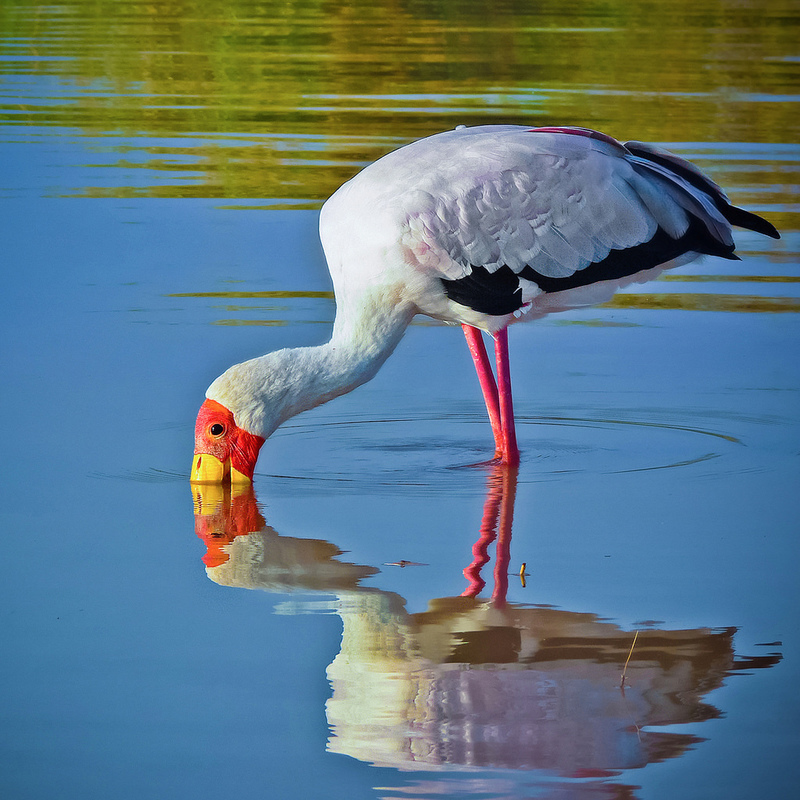Most Beautiful Bird Trips! Kenya BeautifulNow