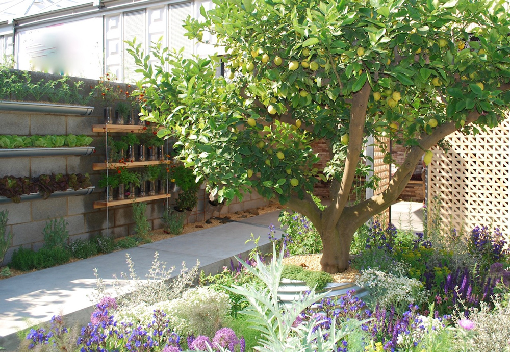 These Gardens Grow Hope & Save Souls Lemon Tree Trust BeautifulNow