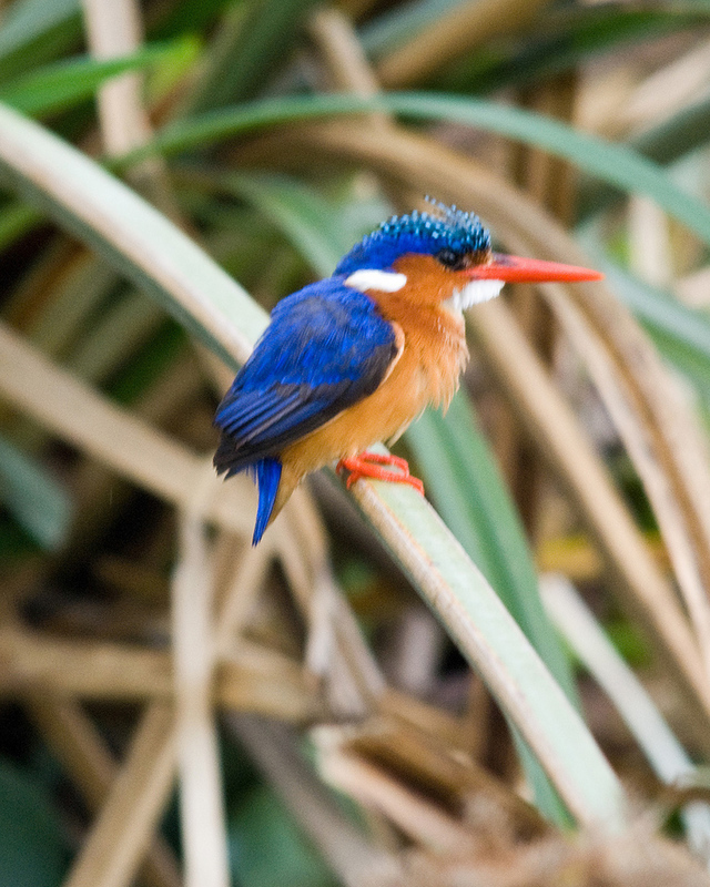 Most Beautiful Bird Trips! Kenya BeautifulNow