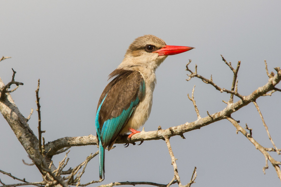 Most Beautiful Bird Trips! Kenya BeautifulNow