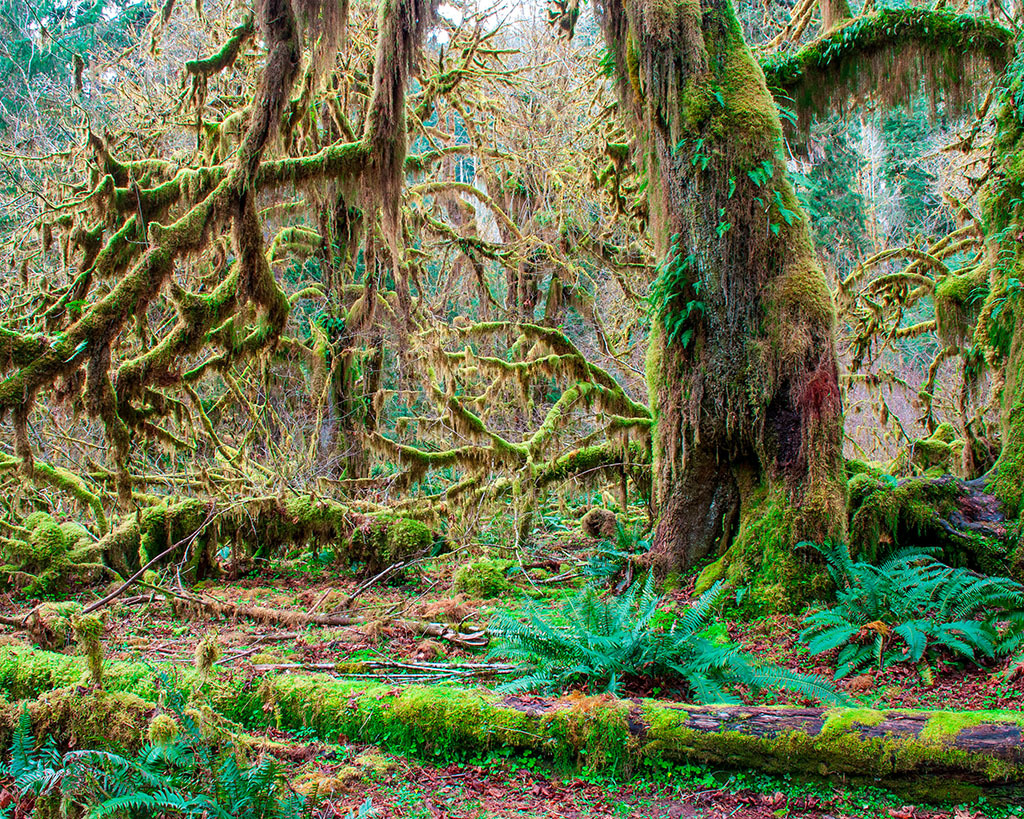 6. HALL OF MOSSES WASHINGTON Vacation Dreams To Take IRL
